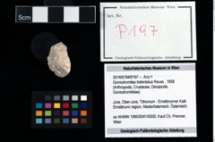 Foto (Objekt + Etikett) von Goniodromites bidentatus (Reuss, 1858)  (NHMW-GEO-2014-0194-0197)
